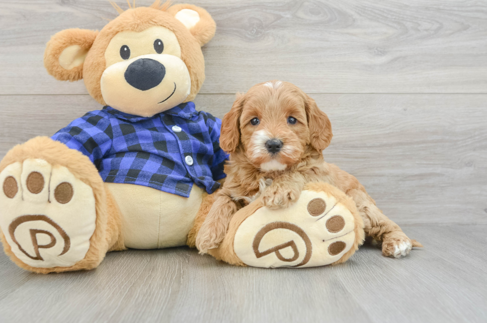 7 week old Mini Goldendoodle Puppy For Sale - Pilesgrove Pups