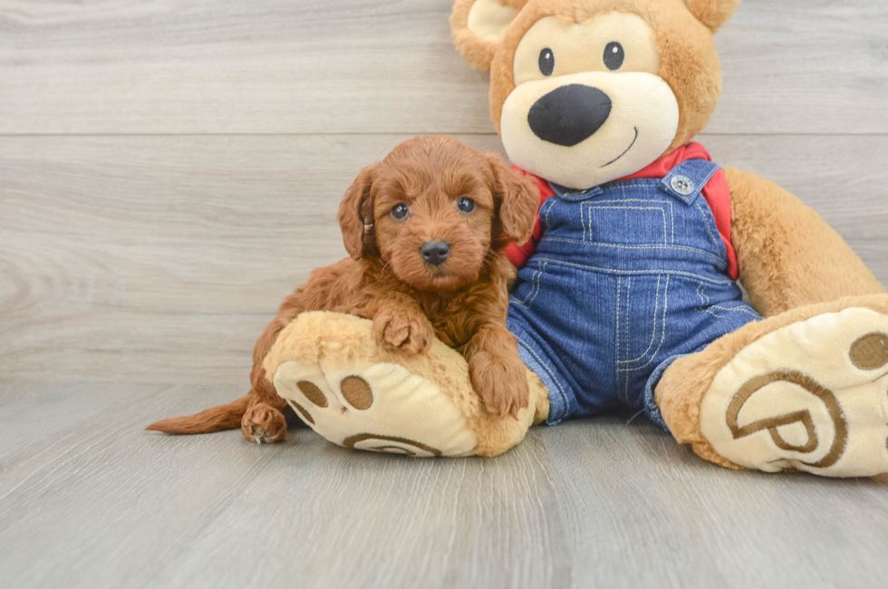 6 week old Mini Goldendoodle Puppy For Sale - Pilesgrove Pups