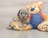 7 week old Mini Goldendoodle Puppy For Sale - Pilesgrove Pups