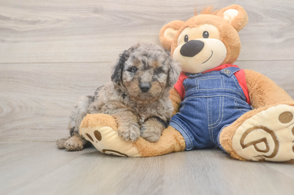 5 week old Mini Goldendoodle Puppy For Sale - Pilesgrove Pups
