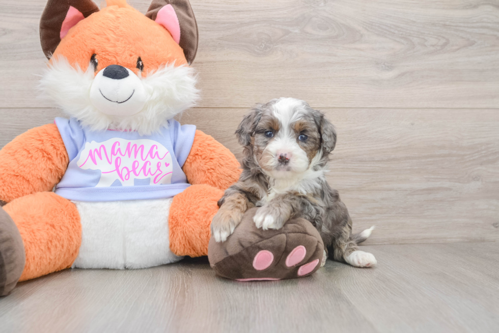 Mini Goldendoodle Puppy for Adoption