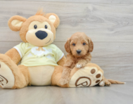 7 week old Mini Goldendoodle Puppy For Sale - Pilesgrove Pups