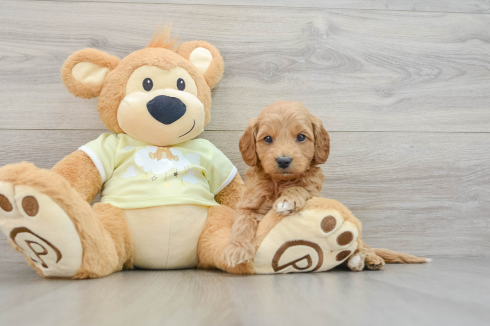 Best Mini Goldendoodle Baby