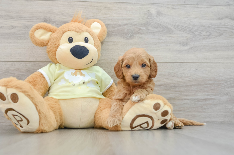 6 week old Mini Goldendoodle Puppy For Sale - Pilesgrove Pups