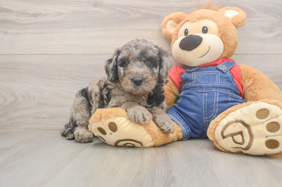 5 week old Mini Goldendoodle Puppy For Sale - Pilesgrove Pups