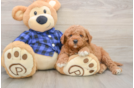 Best Mini Goldendoodle Baby