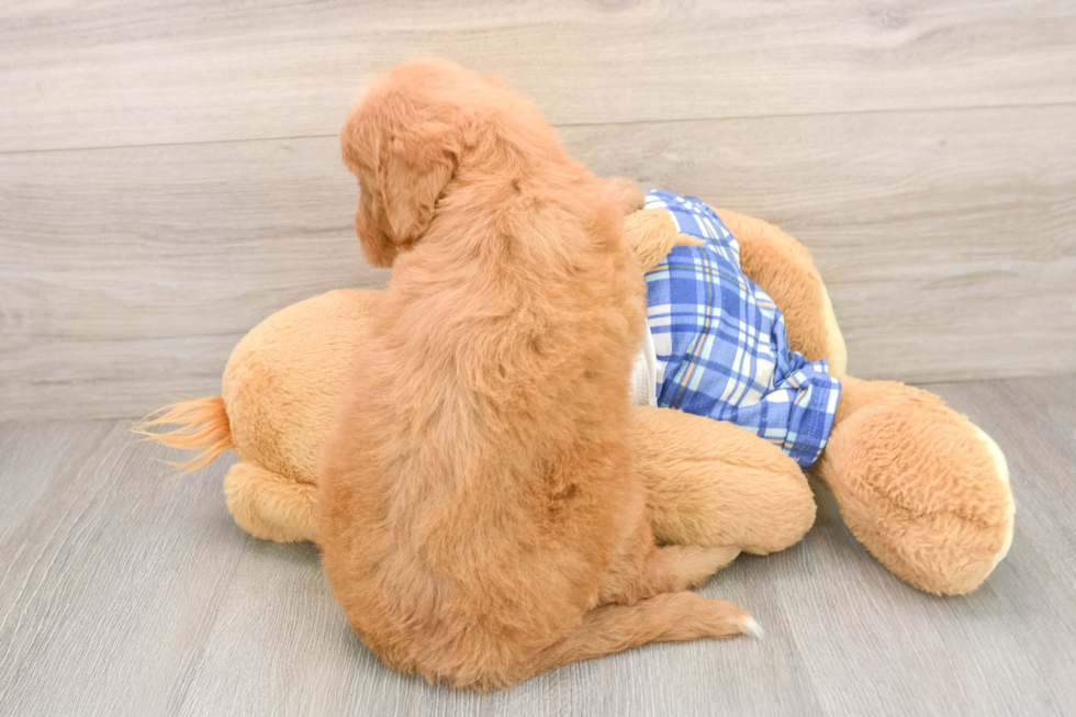 Best Mini Goldendoodle Baby
