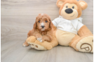 Mini Goldendoodle Puppy for Adoption