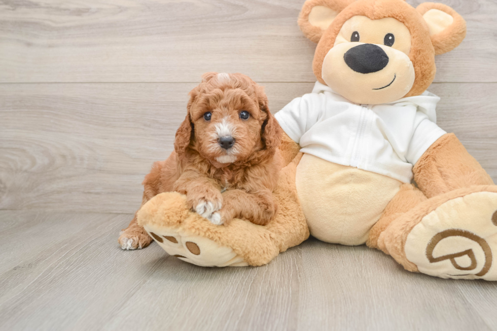 Mini Goldendoodle Puppy for Adoption