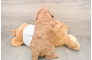 Mini Goldendoodle Pup Being Cute