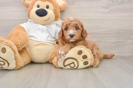 Playful Mini Groodle Poodle Mix Puppy