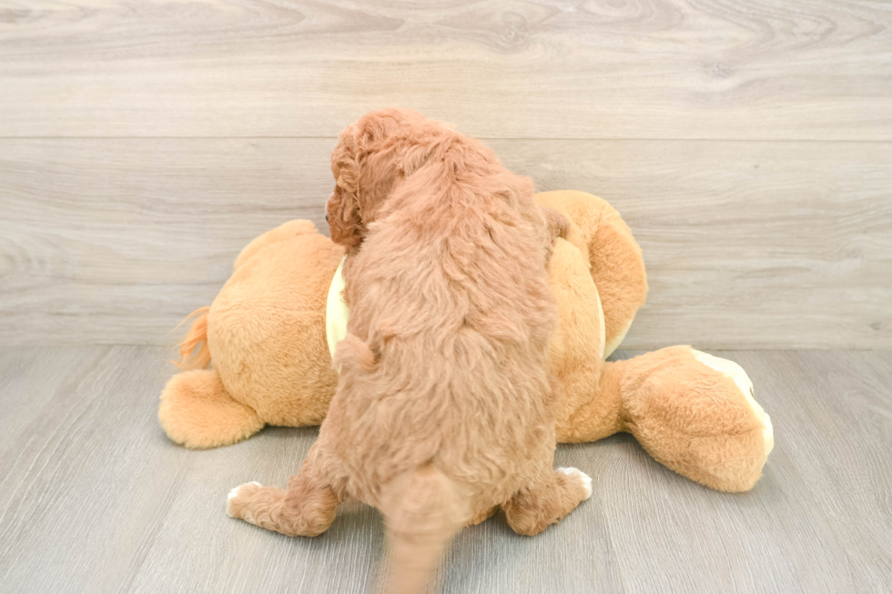 Mini Goldendoodle Puppy for Adoption
