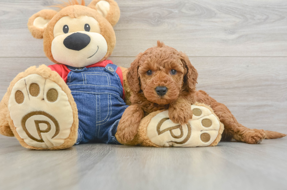 6 week old Mini Goldendoodle Puppy For Sale - Pilesgrove Pups