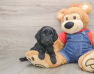 7 week old Mini Goldendoodle Puppy For Sale - Pilesgrove Pups