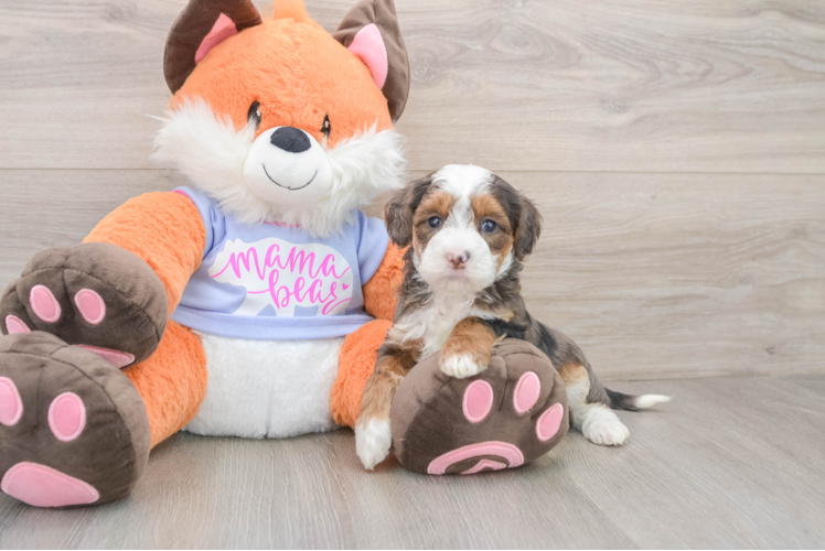 Adorable Golden Retriever Poodle Mix Poodle Mix Puppy