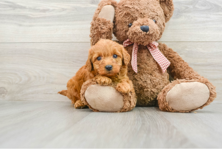 Best Mini Goldendoodle Baby