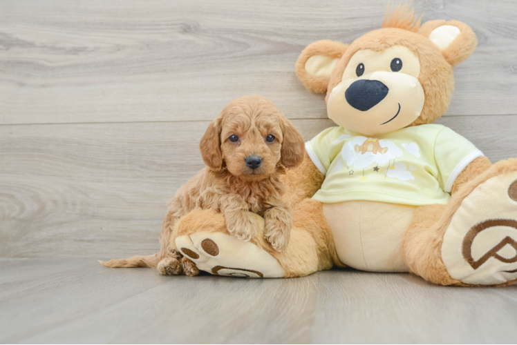 Friendly Mini Goldendoodle Baby