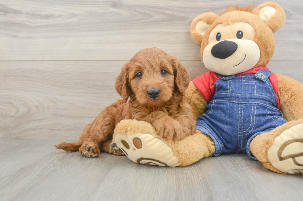6 week old Mini Goldendoodle Puppy For Sale - Pilesgrove Pups