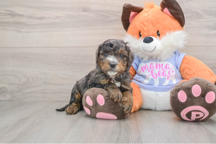 Popular Mini Goldendoodle Poodle Mix Pup