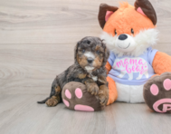 6 week old Mini Goldendoodle Puppy For Sale - Pilesgrove Pups