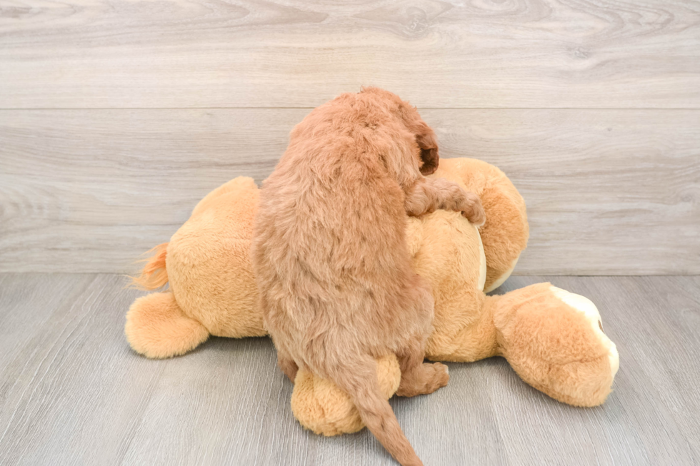Playful Mini Groodle Poodle Mix Puppy