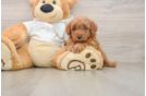 Smart Mini Goldendoodle Poodle Mix Pup