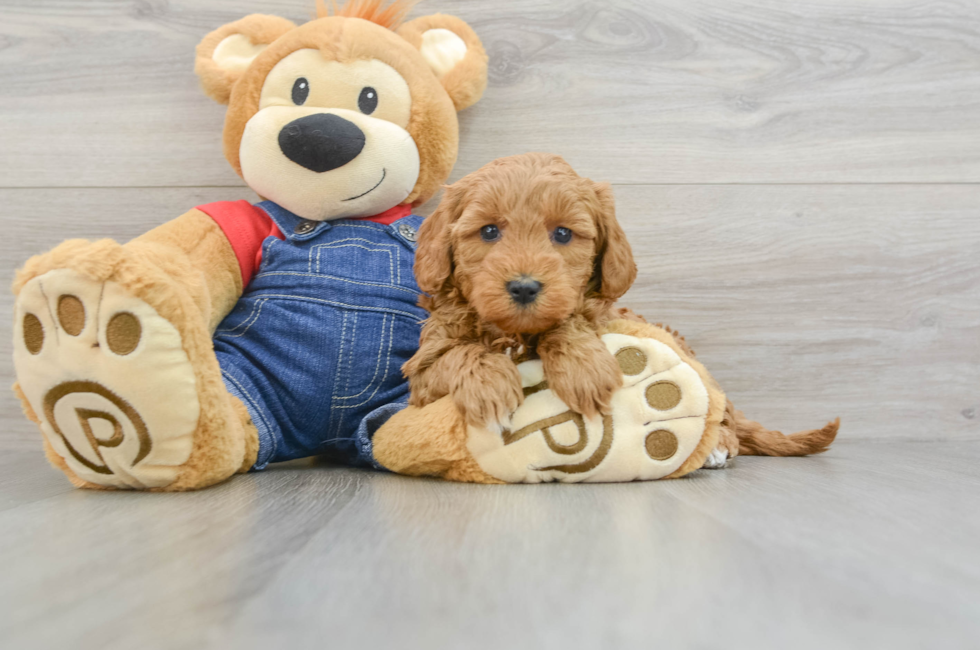 7 week old Mini Goldendoodle Puppy For Sale - Pilesgrove Pups