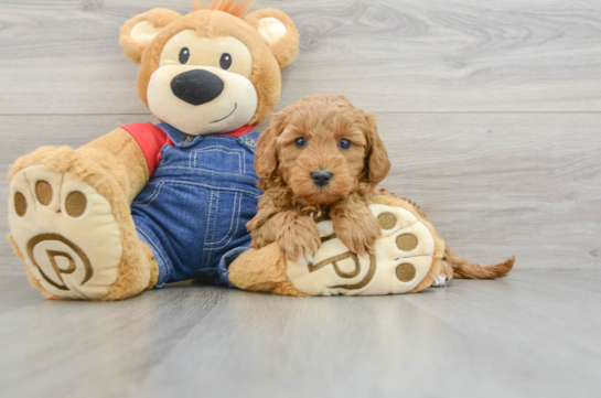 Hypoallergenic Mini Goldiepoo Poodle Mix Puppy