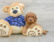 8 week old Mini Goldendoodle Puppy For Sale - Pilesgrove Pups