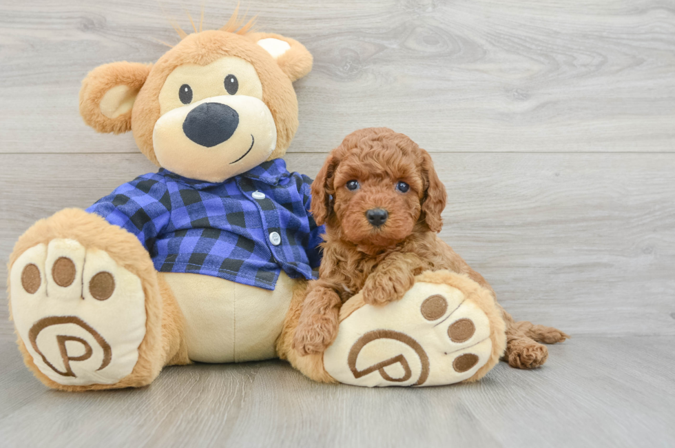 7 week old Mini Goldendoodle Puppy For Sale - Pilesgrove Pups