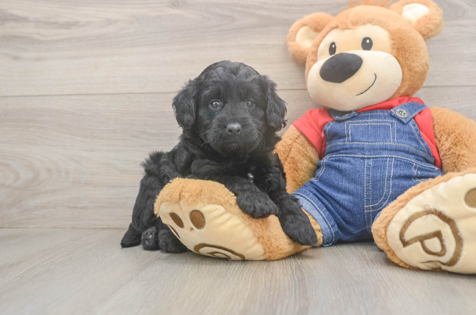 5 week old Mini Goldendoodle Puppy For Sale - Pilesgrove Pups