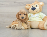 7 week old Mini Goldendoodle Puppy For Sale - Pilesgrove Pups