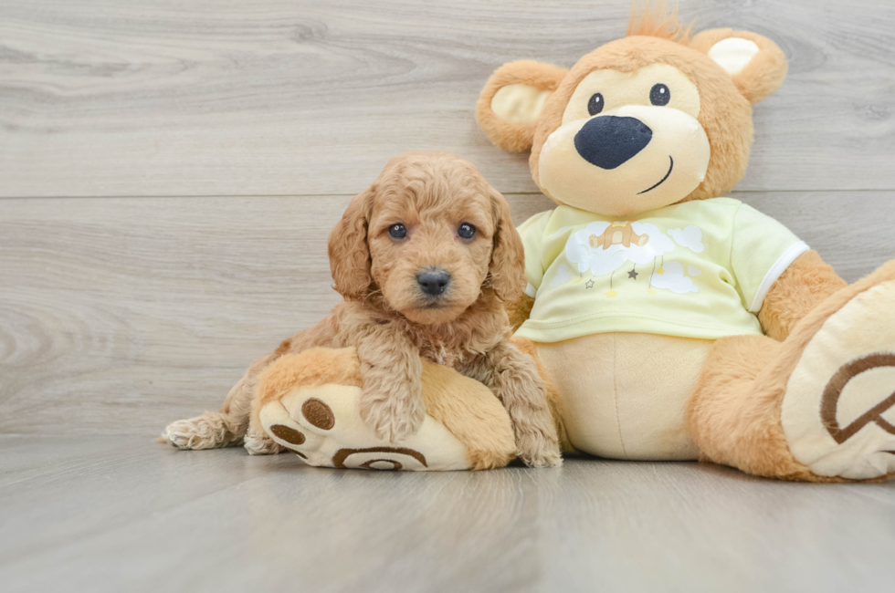 6 week old Mini Goldendoodle Puppy For Sale - Pilesgrove Pups