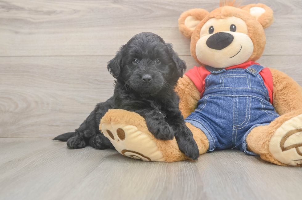 5 week old Mini Goldendoodle Puppy For Sale - Pilesgrove Pups