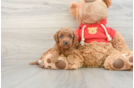 Mini Goldendoodle Puppy for Adoption