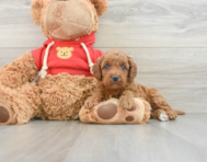 7 week old Mini Goldendoodle Puppy For Sale - Pilesgrove Pups