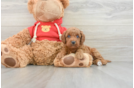 Funny Mini Goldendoodle Poodle Mix Pup