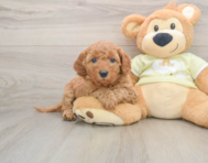 7 week old Mini Goldendoodle Puppy For Sale - Pilesgrove Pups