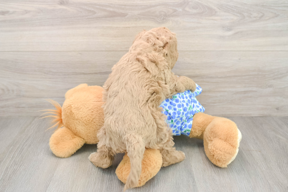 Mini Goldendoodle Pup Being Cute
