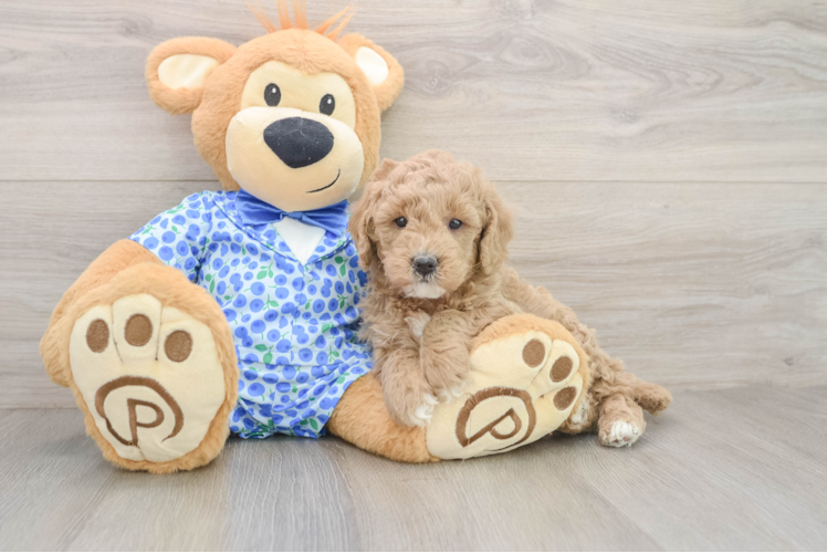 Mini Goldendoodle Pup Being Cute
