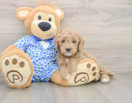 7 week old Mini Goldendoodle Puppy For Sale - Pilesgrove Pups