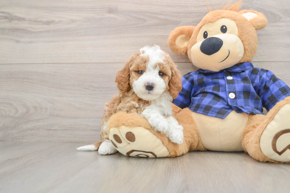 Hypoallergenic Mini Goldiepoo Poodle Mix Puppy