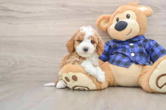 Hypoallergenic Mini Goldiepoo Poodle Mix Puppy