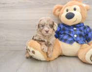 7 week old Mini Goldendoodle Puppy For Sale - Pilesgrove Pups