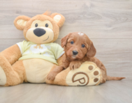 7 week old Mini Goldendoodle Puppy For Sale - Pilesgrove Pups