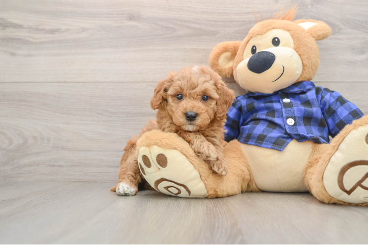 Funny Mini Goldendoodle Poodle Mix Pup