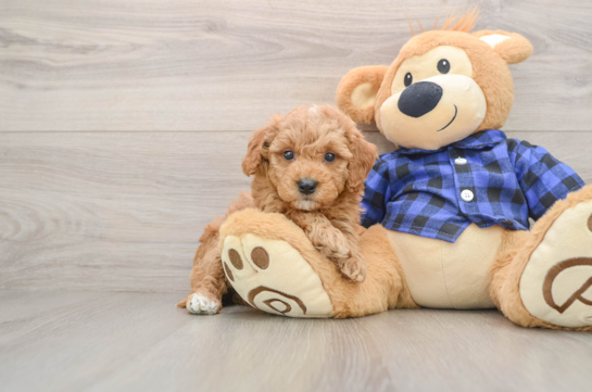 Funny Mini Goldendoodle Poodle Mix Pup