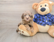 7 week old Mini Goldendoodle Puppy For Sale - Pilesgrove Pups