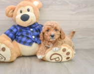 6 week old Mini Goldendoodle Puppy For Sale - Pilesgrove Pups