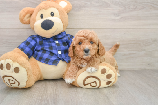 Petite Mini Goldendoodle Poodle Mix Pup